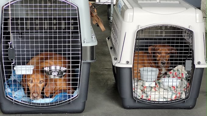 Puppies in travel crates prepared for delivery