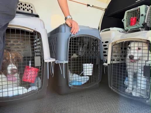 Pets in travel crates inside a delivery vehicle