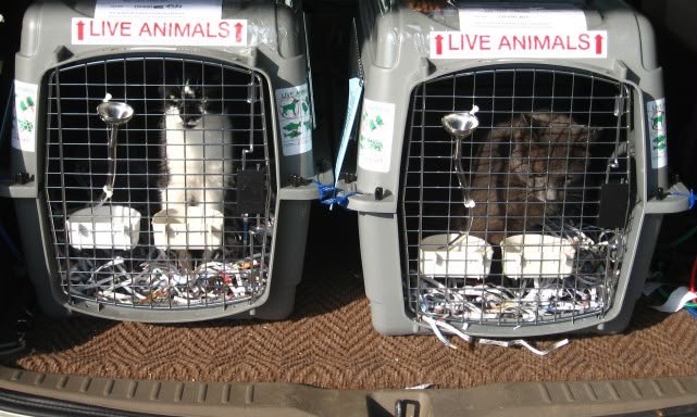 Live animal crates secured for transport