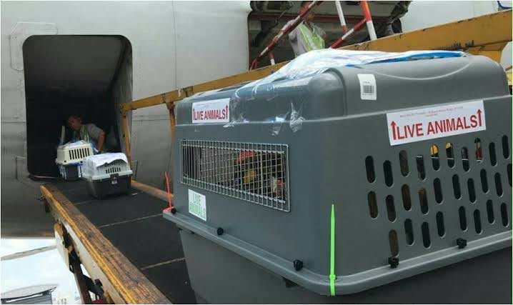 Live animal crates being loaded for air transport